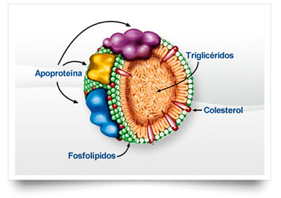 Lipoproteinas