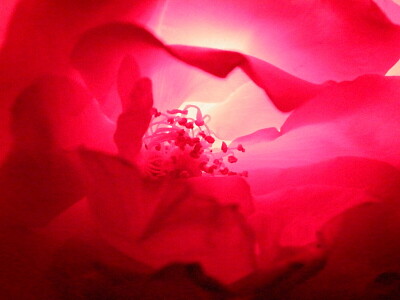 Rosa de noche