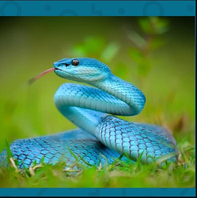 serpiente