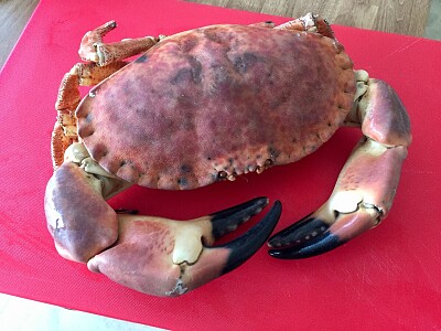 Giant Crab for Dinner