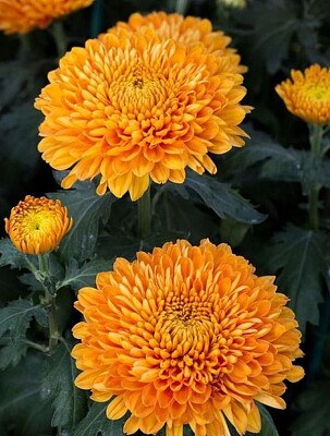 פאזל של Flori de toamnÄƒ- Crizantema