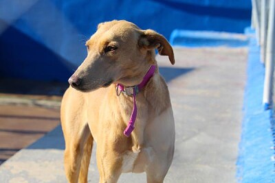 Dog up for adoption: Natali