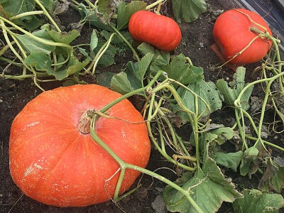 פאזל של Three Pumpkins