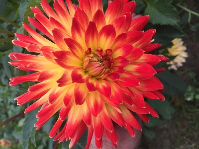 Red   Yellow Dahlia