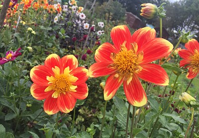 Orange   Yellow Flowers