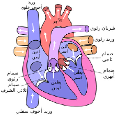 Ø§Ù„Ù‚Ù„Ø¨ jigsaw puzzle