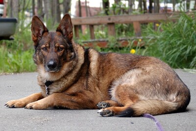 Gerberian shepsky jigsaw puzzle