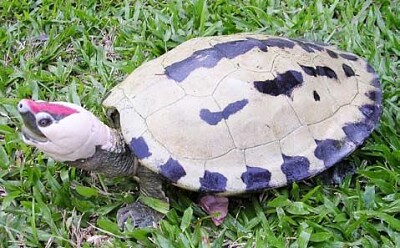 Terrapin dipinta