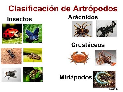 artrÃ³podos