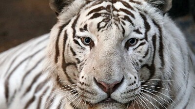 פאזל של tigre branco