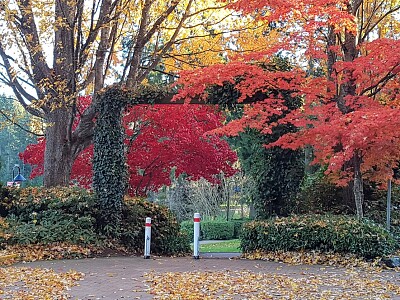 maple jigsaw puzzle