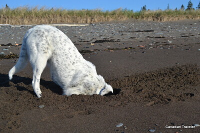פאזל של Digging dog