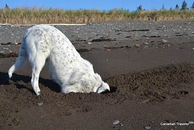 Digging dog