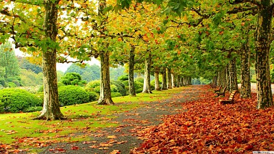 forest in autumm jigsaw puzzle