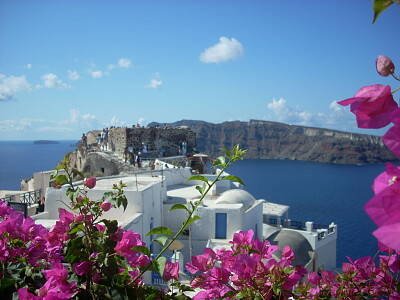 Santorin fleurs