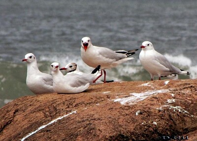 Gaviotas