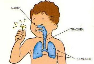 Sistema respiratorio