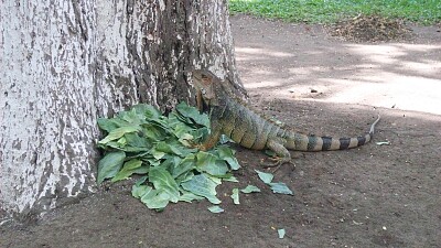 פאזל של Iguana