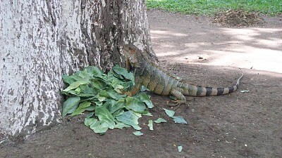 Iguana jigsaw puzzle