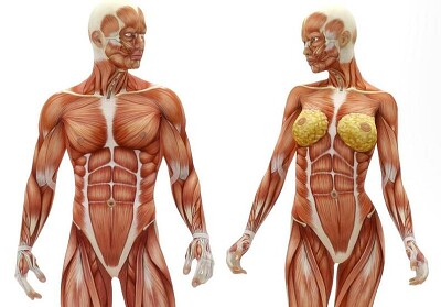 Body jigsaw puzzle