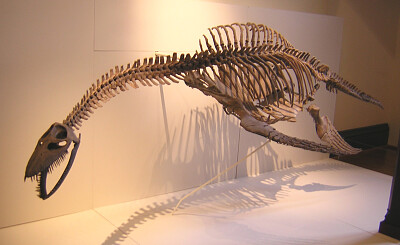 פאזל של Elasmosaurio