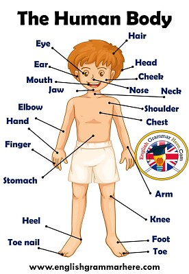 The body parts for childrens