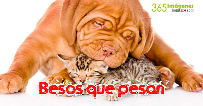 amor perruno jigsaw puzzle