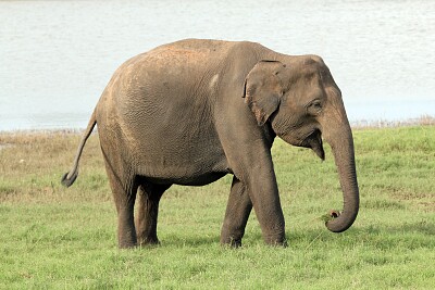 Fase 1 - Que animal Ã© esse? jigsaw puzzle