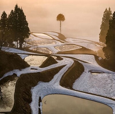 פאזל של Fog   Snowy Rice Paddiies