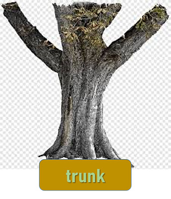 trunk