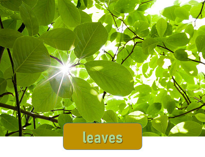 פאזל של leaves