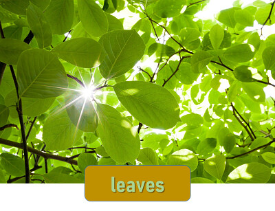 leaves