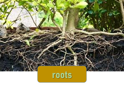 פאזל של roots