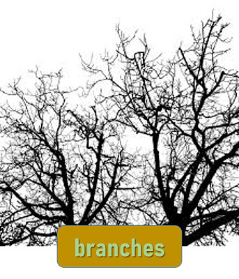 branches