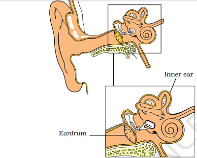 human ear