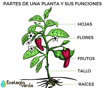 reconocer las partes de una planta