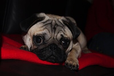 rhum the pug