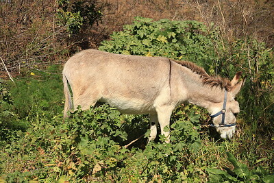 Maltese donkey