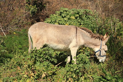 Maltese donkey jigsaw puzzle