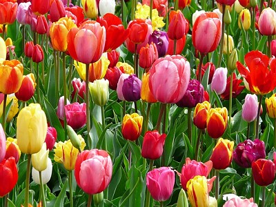 tulipanes jigsaw puzzle