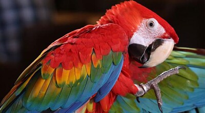 guacamayo rojo