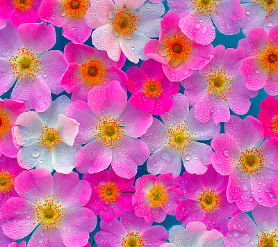 Flowers jigsaw puzzle