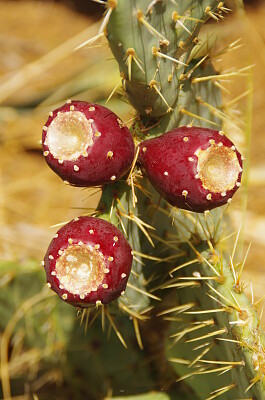 FIGUES jigsaw puzzle