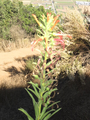 flor silvestre