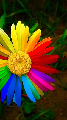 Colorful Flower