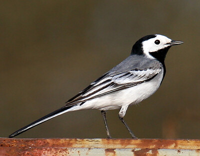 Pajarillo de las nieves