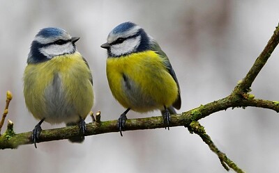 pajaros