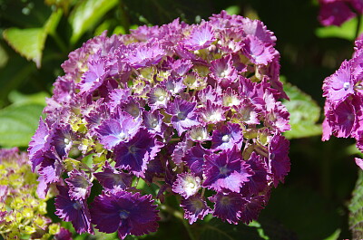 Hortensia mauve jigsaw puzzle