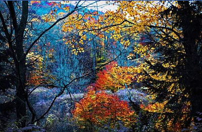 Nature jigsaw puzzle
