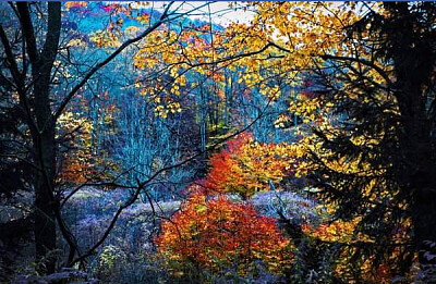 Nature